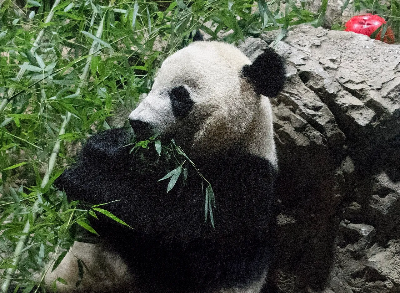 A young giant panda eating bamboo leaves next to a rock