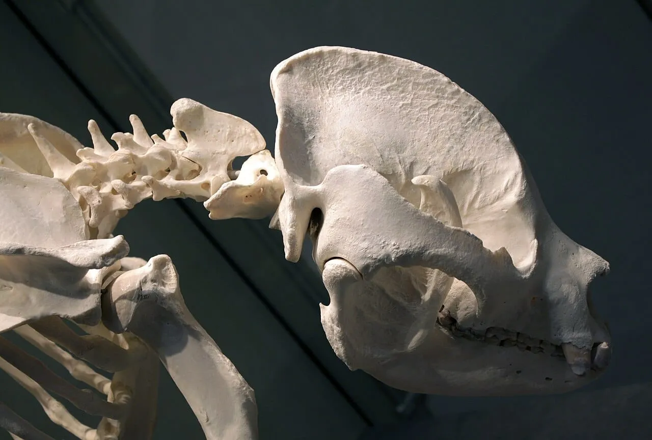 The skull and neck bones of a giant panda skeleton in a museum