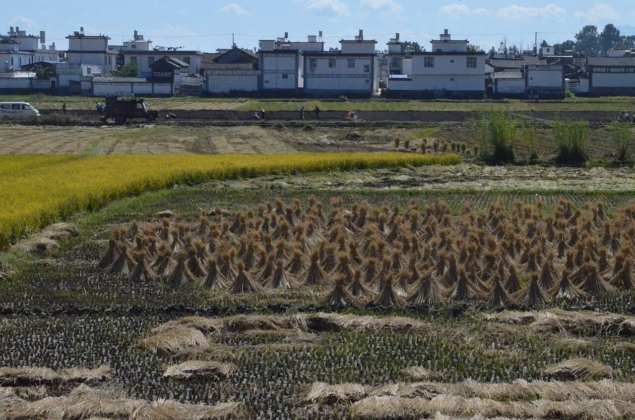 Bundles of harvested rice standing in a field in front of a village