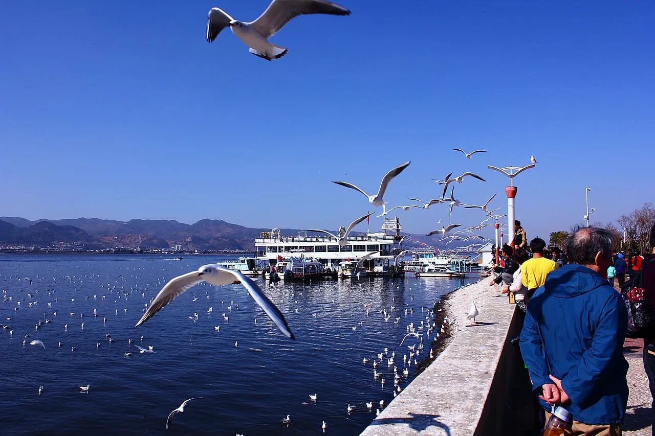 White gulls flying over Lake Dian as people watch from the shore
