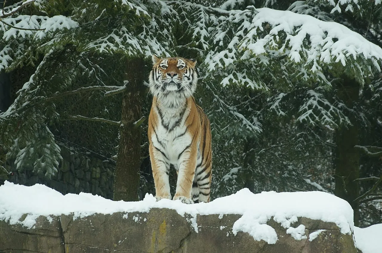 A Siberian tiger standing on a snowy rock in front of pine trees
