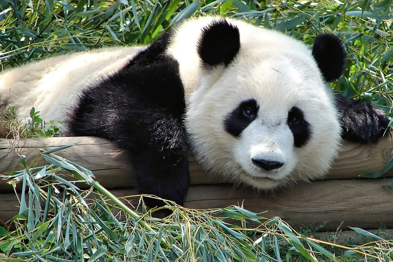 A giant panda resting its head on a wooden log among bamboo leaves